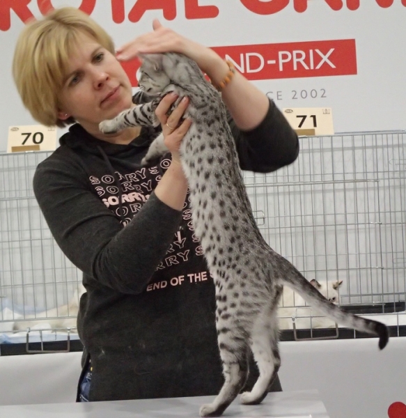 Поговорим о кошках 42