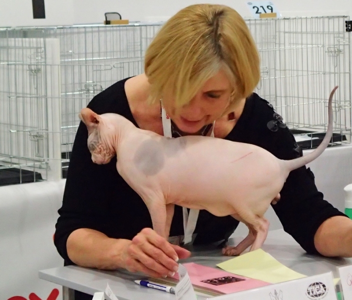 Поговорим о кошках 42