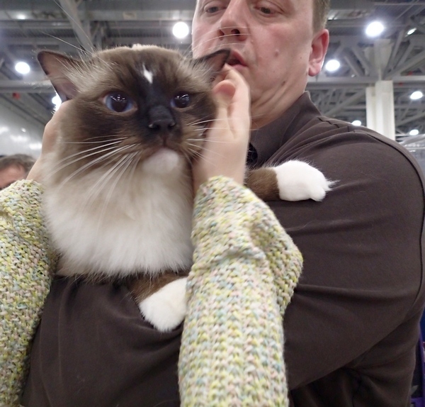 Поговорим о кошках 42