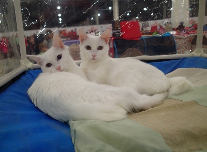 Поговорим о кошках 42