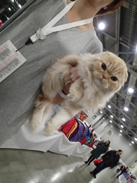 Поговорим о кошках 42