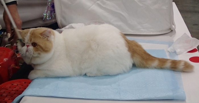 Поговорим о кошках 42