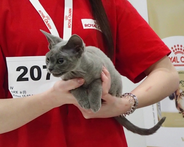 Поговорим о кошках 42