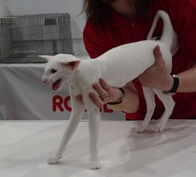 Поговорим о кошках 42