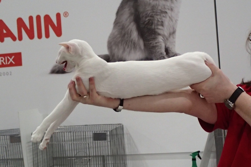 Поговорим о кошках 42