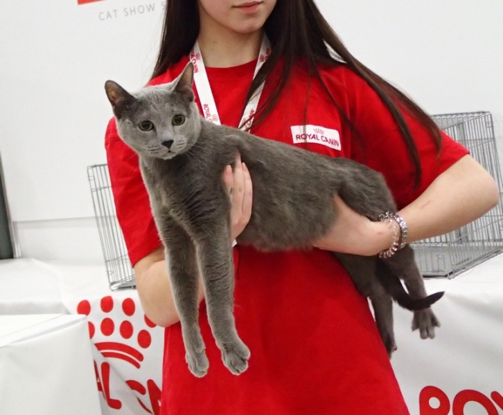 Поговорим о кошках 42