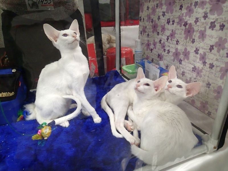 Поговорим о кошках 42