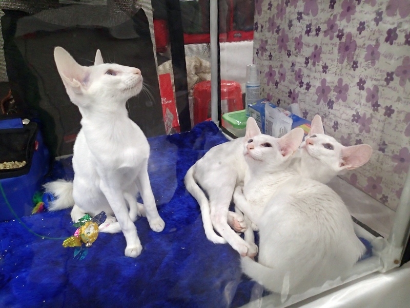 Поговорим о кошках 42