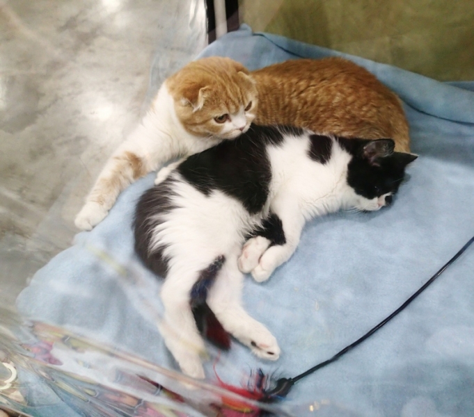 Поговорим о кошках 42