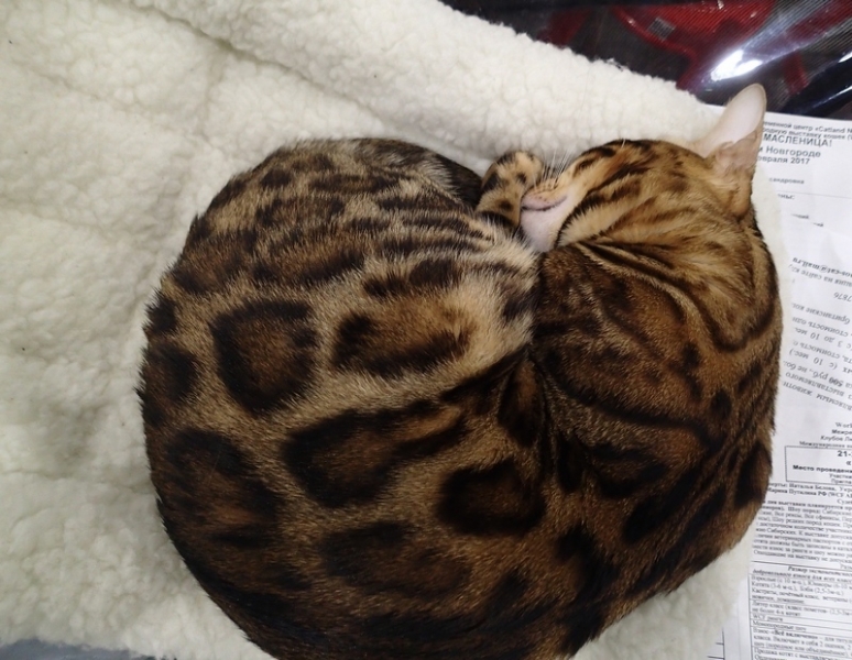 Поговорим о кошках 42