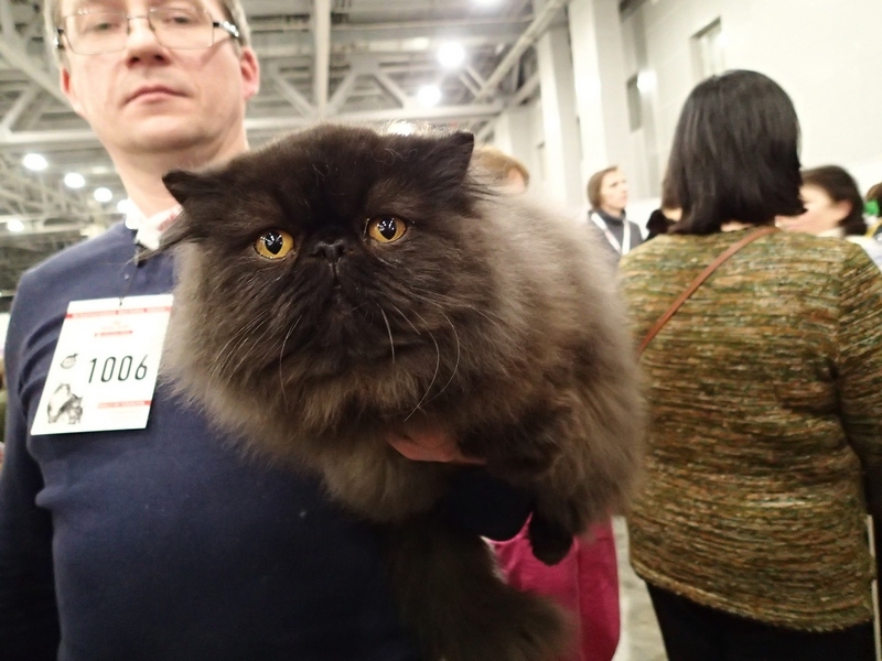 Поговорим о кошках 42