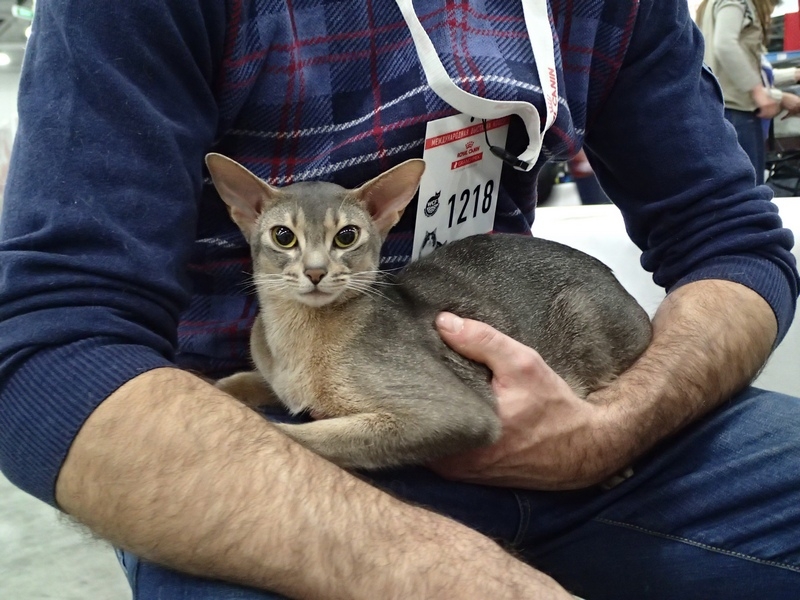 Поговорим о кошках 42