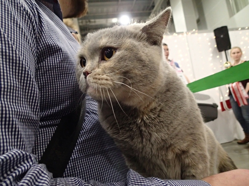 Поговорим о кошках 42