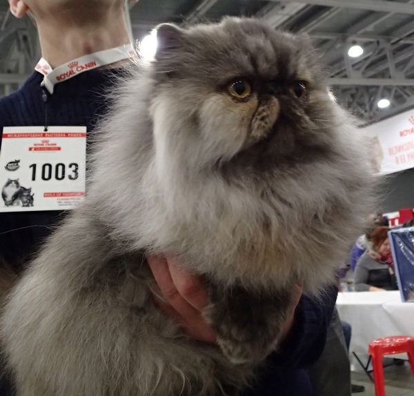 Поговорим о кошках 42