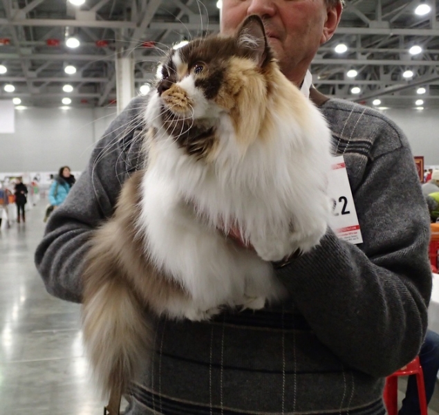 Поговорим о кошках 42