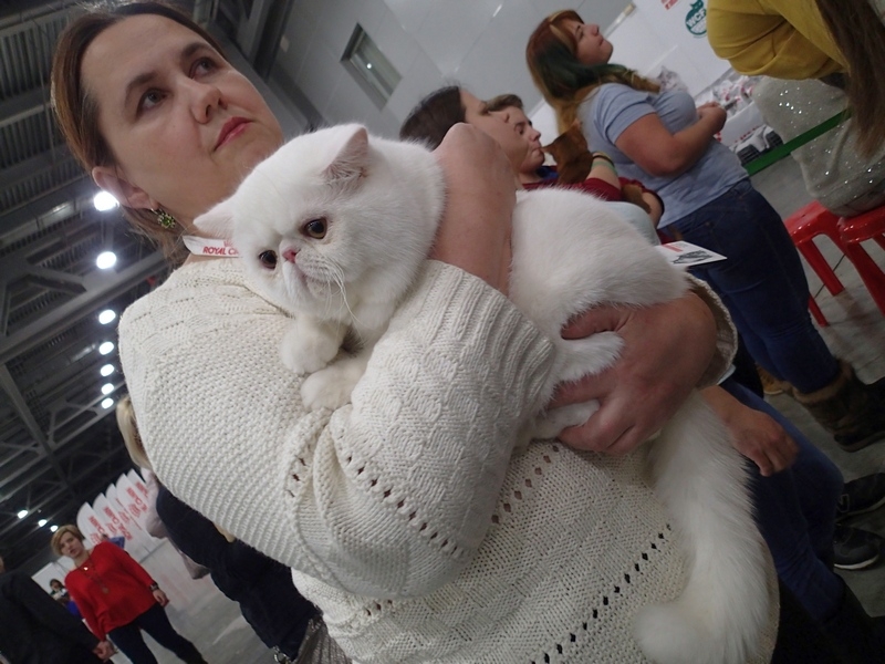 Поговорим о кошках 42