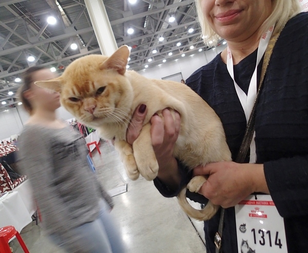 Поговорим о кошках 42