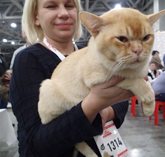 Поговорим о кошках 42