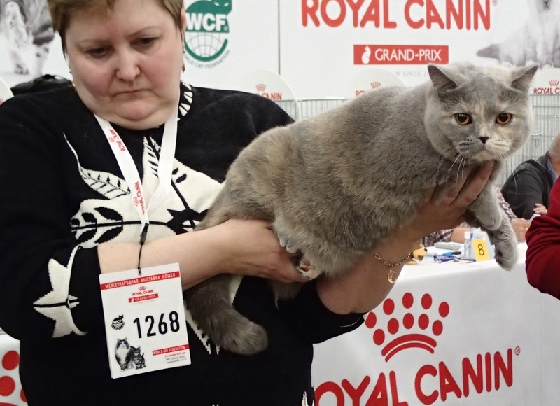 Поговорим о кошках 42