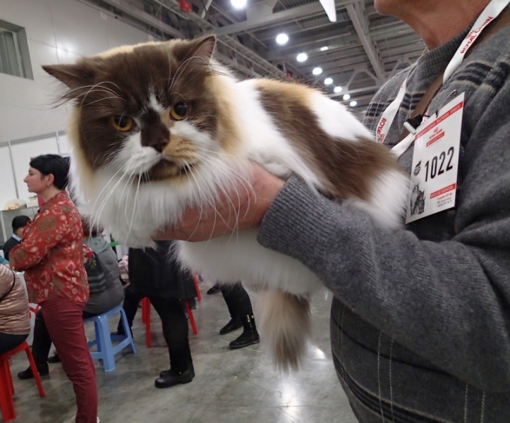 Поговорим о кошках 42