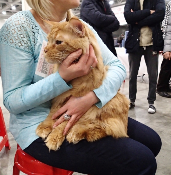 Поговорим о кошках 42