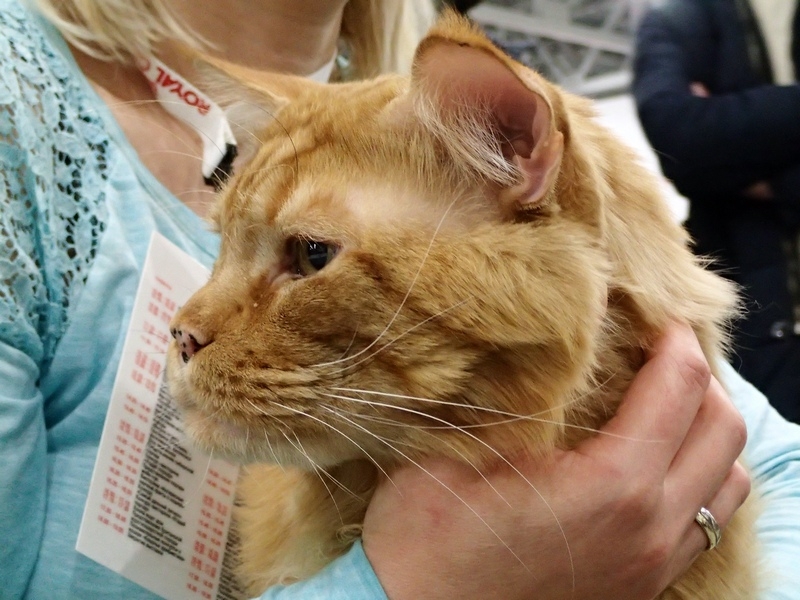 Поговорим о кошках 42