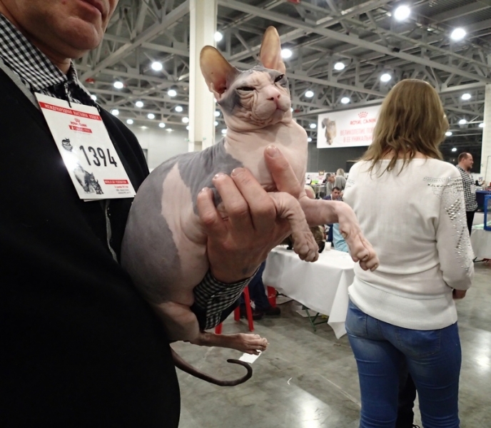 Поговорим о кошках 42