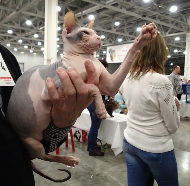 Поговорим о кошках 42