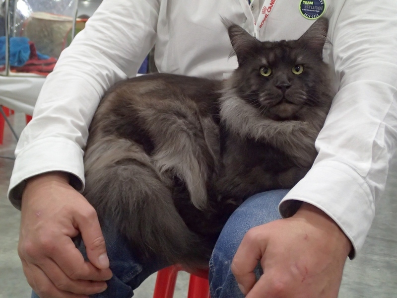 Поговорим о кошках 42