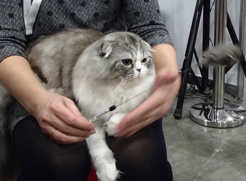 Поговорим о кошках 42