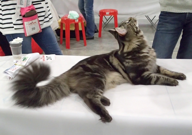 Поговорим о кошках 42