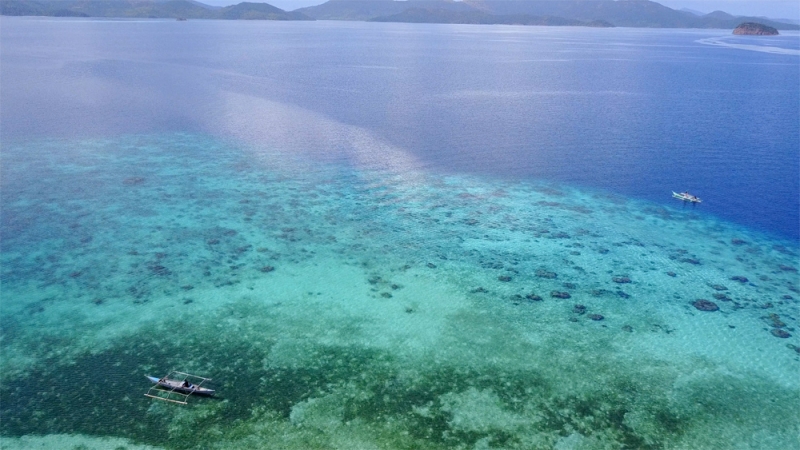 Дитейтаян бич