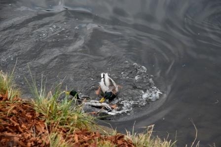 Зимний Альгой и окрестности (Мемминген, Ульм, Диллинген), без машины. Декабрь 2016.