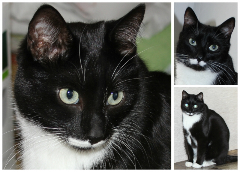 Поговорим о кошках 42