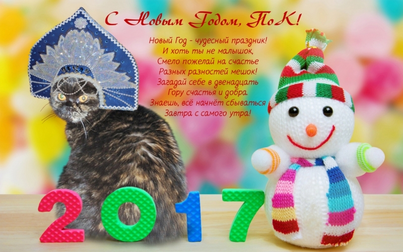 Поговорим о кошках 42