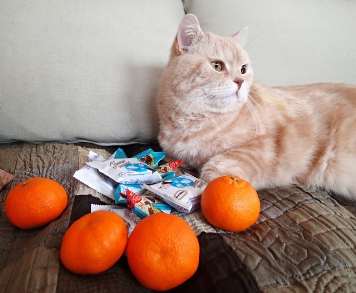 Поговорим о кошках 42