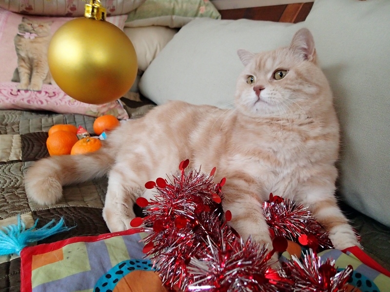 Поговорим о кошках 42