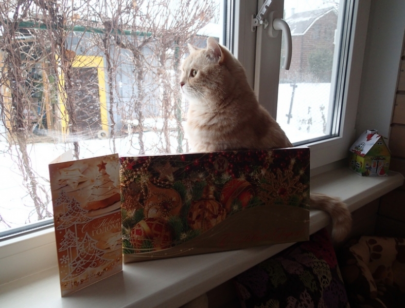 Поговорим о кошках 42