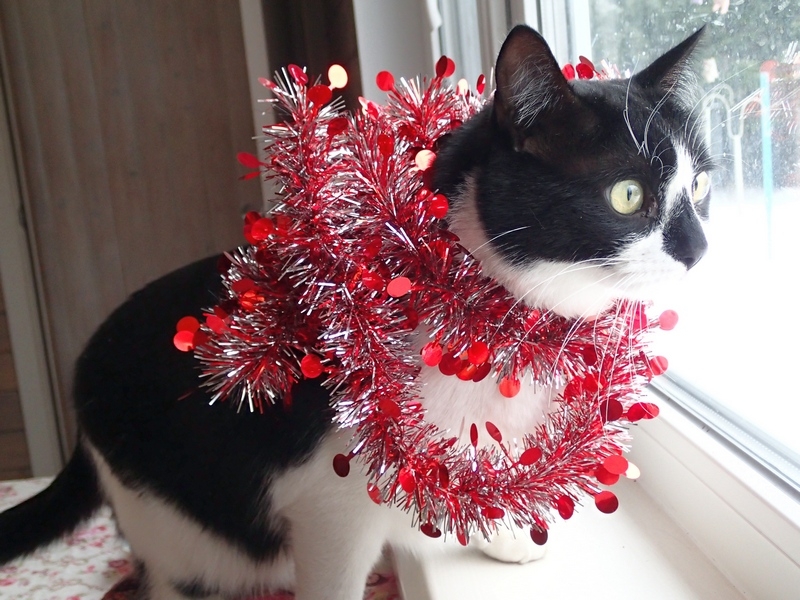 Поговорим о кошках 42