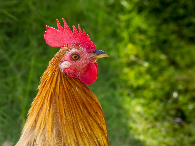 Фотографии птиц