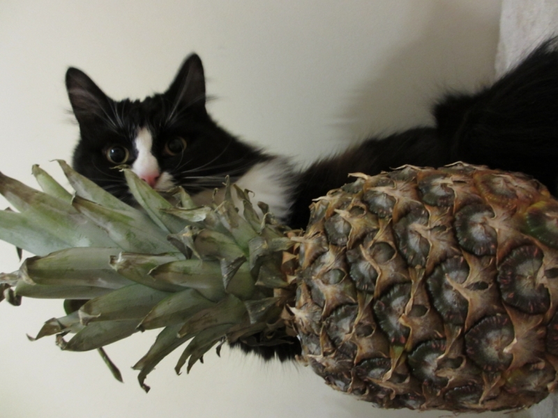 Поговорим о кошках 42