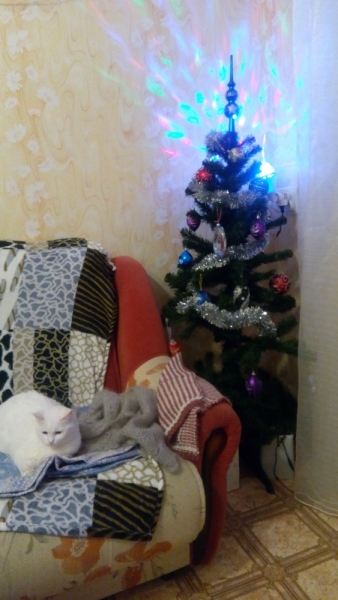 Поговорим о кошках 42