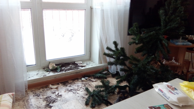 Поговорим о кошках 42