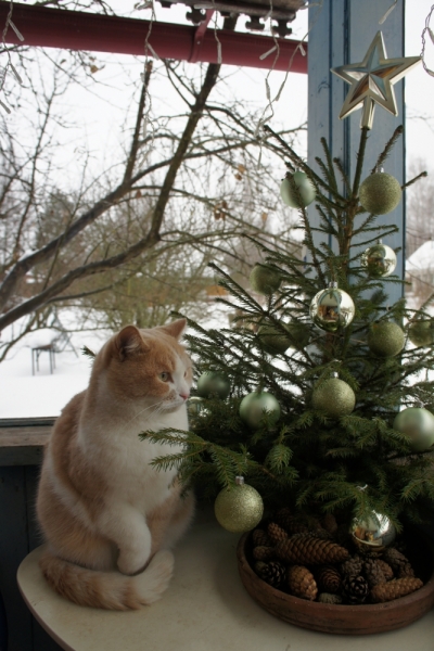 Поговорим о кошках 42