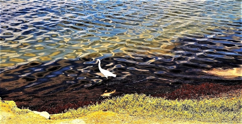 Фотографии животного мира