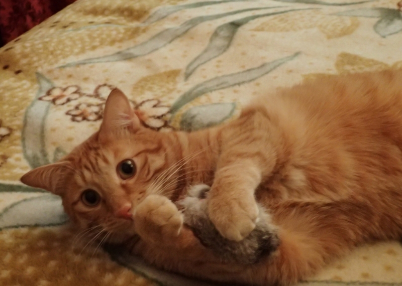 Поговорим о кошках 42