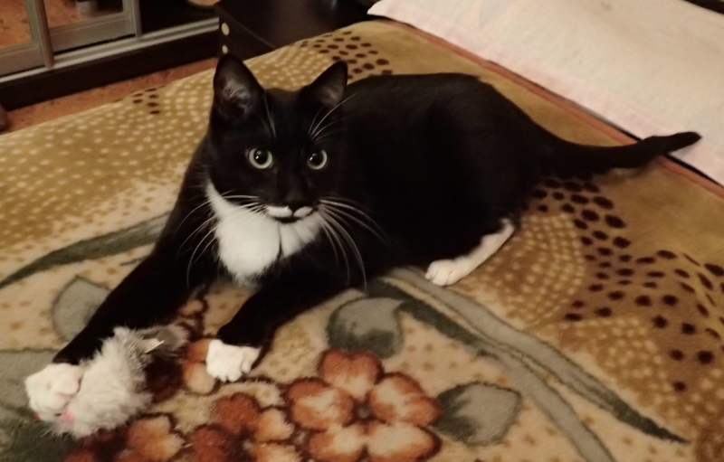 Поговорим о кошках 42