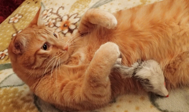 Поговорим о кошках 42