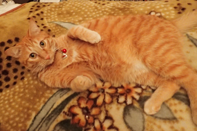 Поговорим о кошках 42