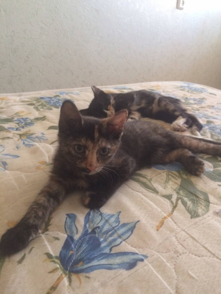 Поговорим о кошках 42